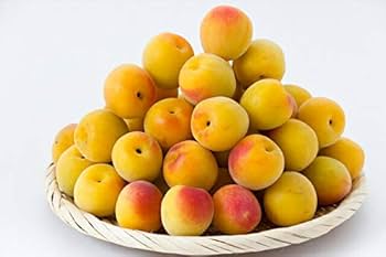 L〜2L 7kg 二級品　和歌山県産南高梅 2025年販売終了＞【送料無料】＜梅干し用＞紀州産南高梅 約2kg